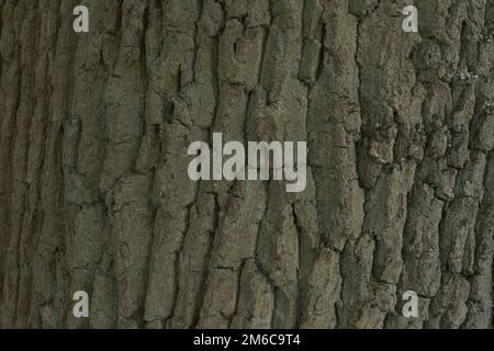 Texture du vieux bois de près Banque D'Images