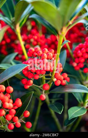 Baies rouges de plantes de jardin fleuries d'hiver, plante ornementale à feuilles persistantes de skimmia japonica, gros plan Banque D'Images