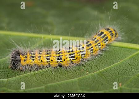 Buff-tip Caterpillar - Phalera bucephala (Linnaeus, 1758) Banque D'Images