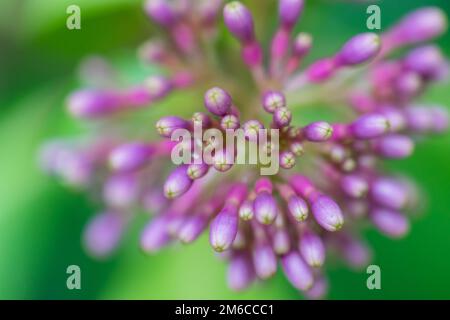 Justicia carnea Fleur de Plume brésilienne ou Fleur de Flamingo, Jacobinia, Pine-Bur Begonia à St. Gallen, Suisse. Son Amérique latine Banque D'Images