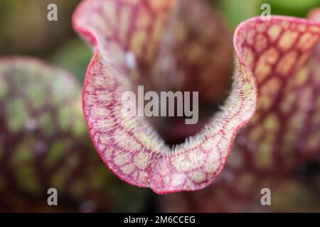 Darlingtonia californica, sait aussi que Lily Cobra. Banque D'Images