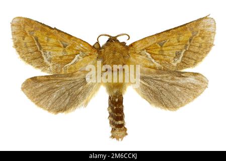 Swift orange sur fond blanc - Triodia sylvina (Linnaeus, 1761) Banque D'Images