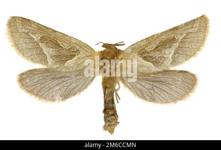 Swift orange sur fond blanc - Triodia sylvina (Linnaeus, 1761) Banque D'Images