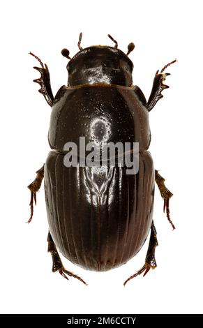 Dung Beetle Aphodius on white Background  -  Aphodius (Teuchestes) fossor (Linnaeus, 1758) Stock Photo