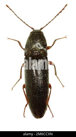 Cliquez sur Beetle Melanotus sur fond blanc - Melanotus villosus (Geoffroy, 1785) Banque D'Images