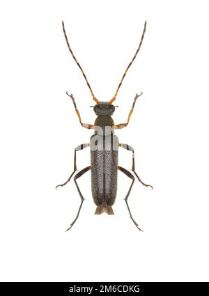 Longhorn Beetle Grammoptera sur fond blanc - Grammoptera ruficornis Fabricius (1781) Banque D'Images