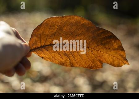 Feuille d'automne en main. Grande feuille de plante sèche. Banque D'Images