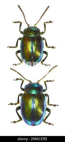 Dead-nettle Leaf Beetle - Chrysolina fastuosa (Scopoli, 1763) Banque D'Images