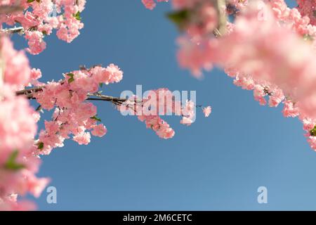 La fleur de cerisier s'oppose au ciel. Fleurs roses de plante. Banque D'Images