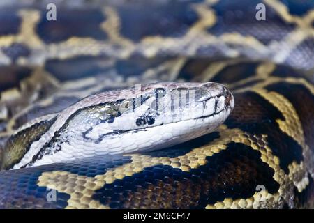 Photo de tête python close up Banque D'Images
