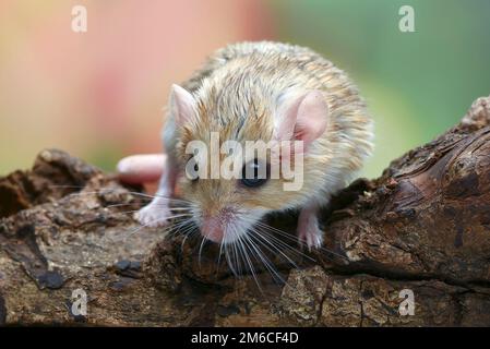 Photo en gros plan de Fat Sale  gerbil (Pachyuromys duprasi) Banque D'Images