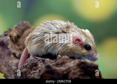 Photo en gros plan de Fat Sale  gerbil (Pachyuromys duprasi) Banque D'Images