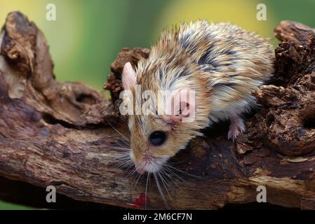 Photo en gros plan de Fat Sale  gerbil (Pachyuromys duprasi) Banque D'Images