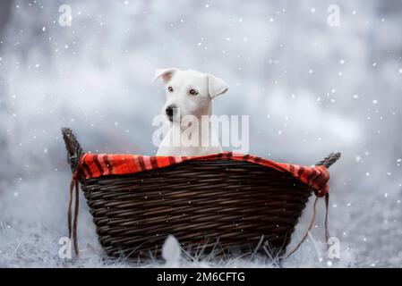 Portrait d'hiver de Jack Russell dans un panier. Banque D'Images