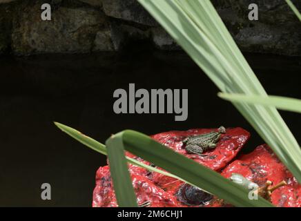 Grenouille dans un étang sur un support en argile décoratif sous forme de fleur rouge Banque D'Images