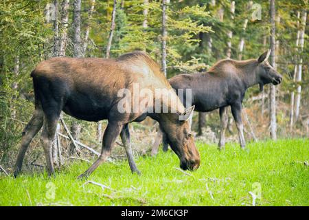 Femelle de Moose Cow Calf se nourrissant de Grass Alaska Wilderness Banque D'Images