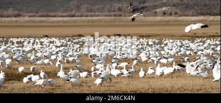 Troupeau d'Oies des neiges ainsi que la migration de printemps des oiseaux sauvages Banque D'Images