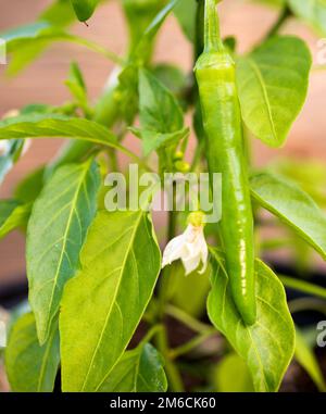 Légume vert long Banana Pepper Plant en pot Banque D'Images