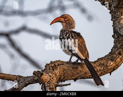 Un Hornbill à bec rouge du Sud (Tockus rufirostris) perché sur un arbre. Parc national Kruger, Afrique du Sud. Banque D'Images