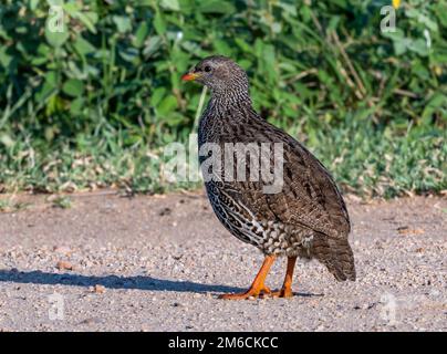 Une espèce de natal Spurfowl (Pternistis natalensis) marchant sur une route de terre. Parc national Kruger, Afrique du Sud. Banque D'Images