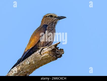 Un rouleau à couronne (Coracias naevius) perché sur une souche d'arbre. Parc national Kruger, Afrique du Sud. Banque D'Images