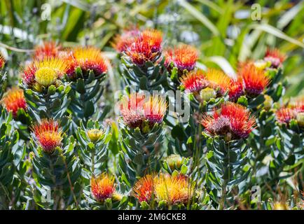 Fleurs de pinnud Protea (Leucospermum oléifolium) en pleine floraison. Cap occidental, Afrique du Sud. Banque D'Images