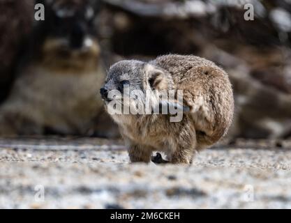 Un jeune Hyrax de roche (Procavia capensis). Cap occidental, Afrique du Sud. Banque D'Images