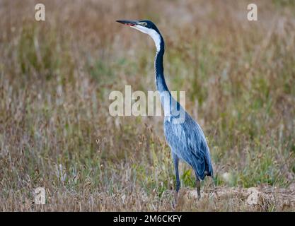 Un héron à tête noire (Ardea melanocephala) debout dans des prairies ouvertes. Cap occidental, Afrique du Sud. Banque D'Images