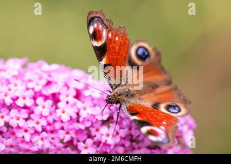 Peacock papillon ou aglais io assis sur une fleur Banque D'Images