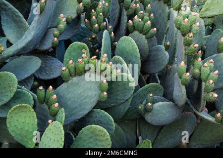 Green patins sur un cactus avec des fruits. Banque D'Images