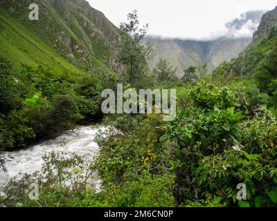 Tempête dans la jungle sauvage. Banque D'Images