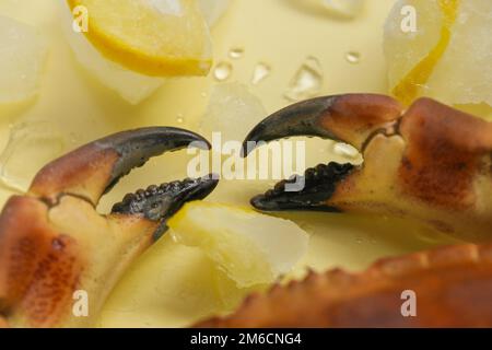 Cuisson des crabes et des citrons dans la glace sur fond jaune.espèces de fruits de mer.Source de protéines alimentaires Banque D'Images