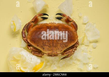 Crabe avec glace. Crabes et fruits de mer. Crabe bouilli et citrons dans la glace sur fond jaune.espèces de fruits de mer.Source de protéines alimentaires Banque D'Images