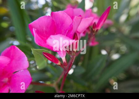 Fleurs et bourgeons roses de la nérium Oleander. Banque D'Images