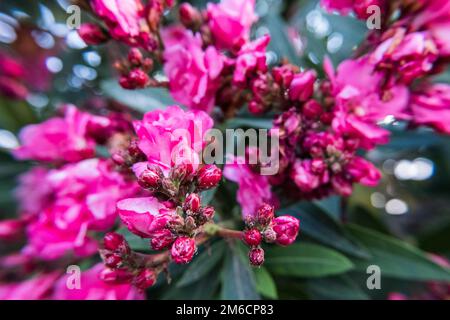 NERIUM Oleander fleur en fleur. Banque D'Images