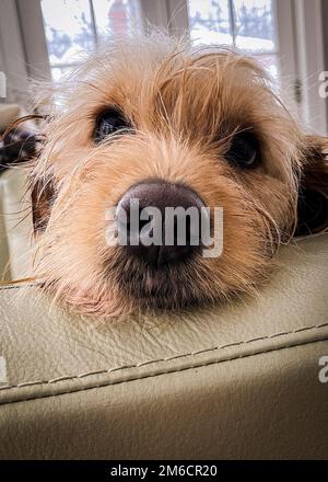 Le chien Goldendoodle repose sa tête sur le dos d'un canapé en cuir vert. Fenêtre lumineuse le jour d'hiver ensoleillé en arrière-plan. Banque D'Images