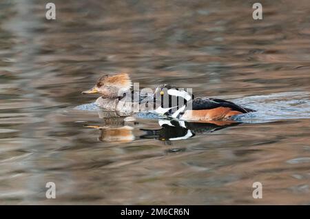 Un couple de Merganser à capuche à la fin de l'hiver nageant dans un lac de reflets doux de couleur terre. Banque D'Images
