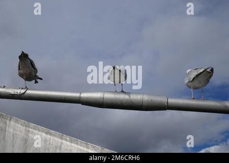 Trois mouettes perchées sur le support de pont avec ciel couvert en arrière-plan Banque D'Images