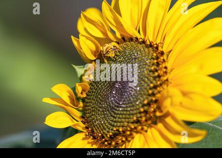 Une abeille femelle à longues cornes trempant le nectar sur une grande tête de tournesol jaune. Banque D'Images