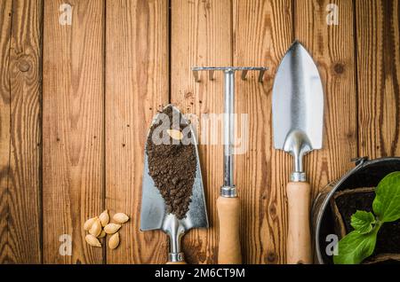 La nature morte aux germes et l'outil de jardin, la vue de dessus Banque D'Images