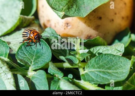 Un coléoptère orange de la pomme de terre du Colorado avec des rayures noires se trouve sur une feuille verte d'une pomme de terre et la mange. Banque D'Images