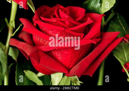 Rose rouge foncé avec gouttes de pluie en gros plan Banque D'Images