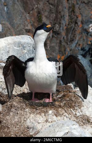 Cormorant aux yeux bleus debout dans un nid avec des œufs pas encore pondus dans une colonie le jour ensoleillé du printemps Banque D'Images