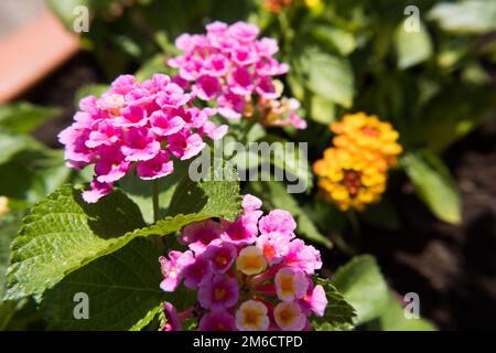 Fleur de camara de Lantana rose. Banque D'Images