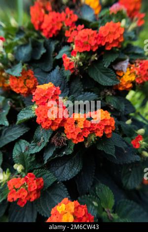 Grande fleur de Sage. Banque D'Images