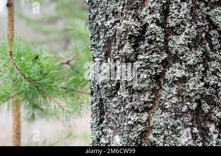 Le tronc d'un vieil arbre couvert de mousse, un contexte naturel Banque D'Images