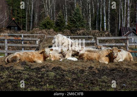Vaches dans la ferme sur le paddock en Lettonie Banque D'Images