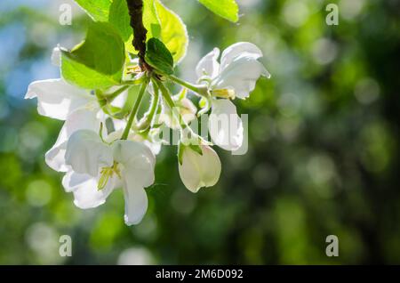 Branche de pommier en fleurs Banque D'Images