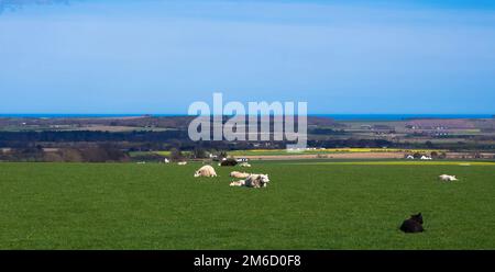 Terres agricoles écossaises - les moutons reposent sur des champs herbeux sur une vaste ferme en Écosse. Ciel bleu au-dessus, bâtiments de ferme et la mer au loin. Récolte large. Banque D'Images