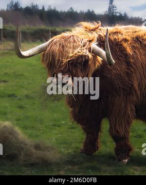 Highland Cow, connu sous le nom de Murdo, Scottish Highlands, mâchant du foin. Mise au point sélective sur la vache, avec des reflets améliorés. Mise au point douce sur l'arrière-plan et le foin. Banque D'Images